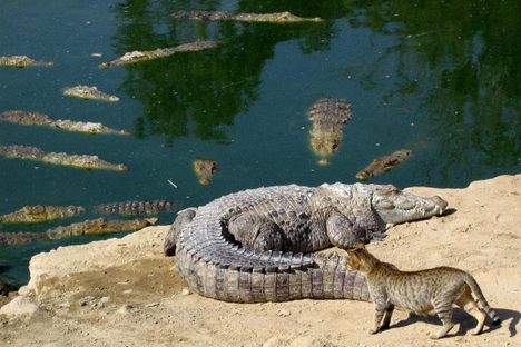 Crocodiles at Pir Mangho