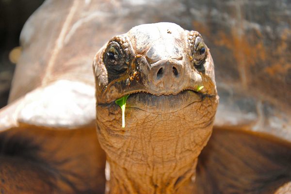 Aldabra giant tortoise on Changuu