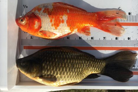 Giant Goldfish Have Invaded the Canadian City of St. Albert