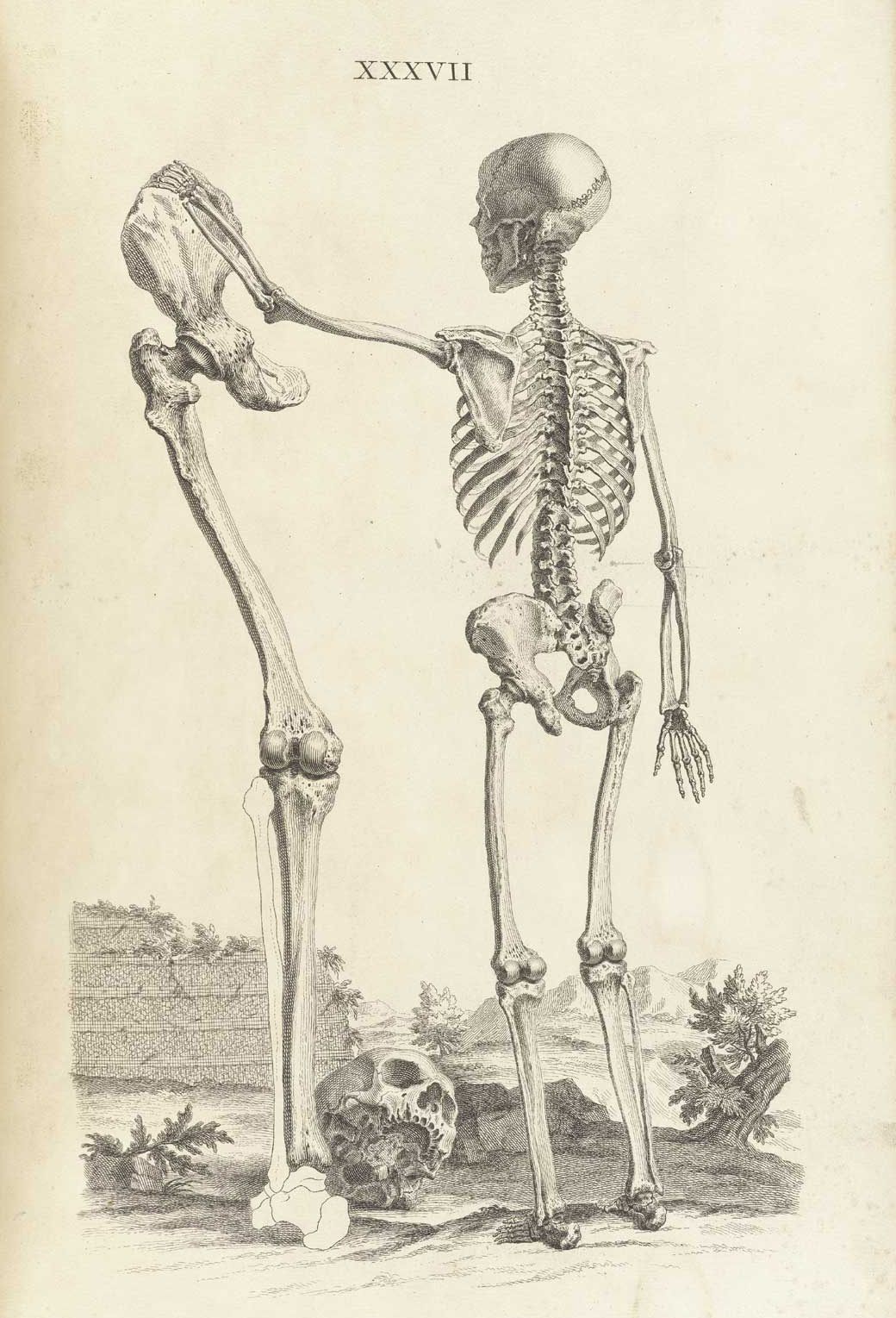 Flesh and Bones The Art of Anatomy