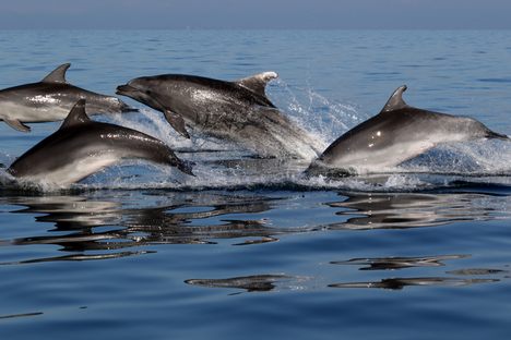 Two pods, one ocean, so what do they do? 