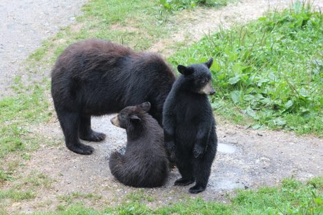 Vince Shute Wildlife Sanctuary