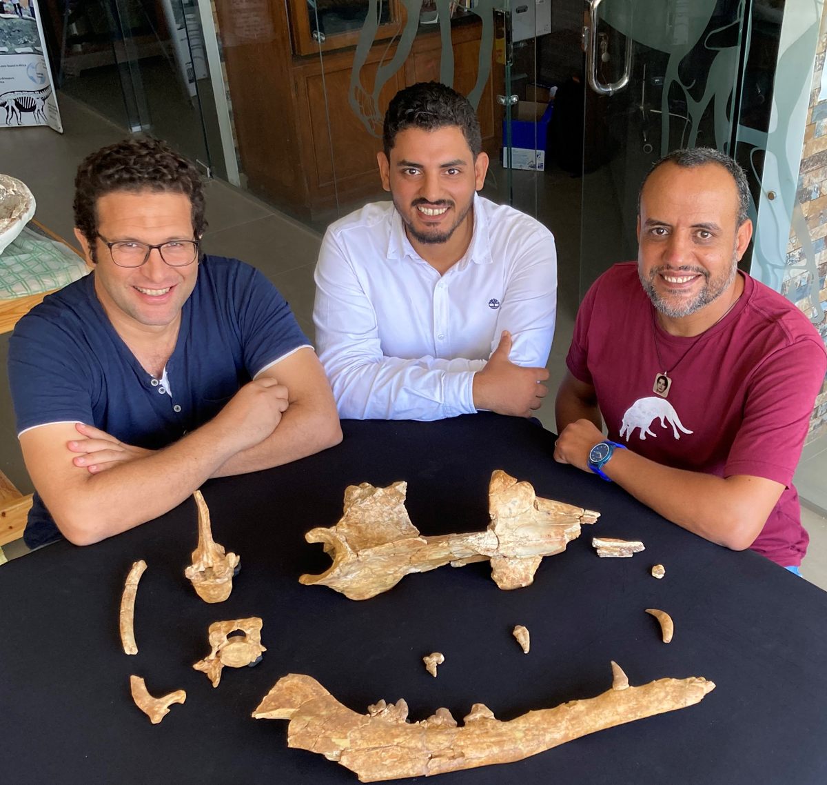 <em>P. anubis</em> fossils and part of the Egyptian team that introduced them to the world in a recent paper (from left: Mohammed Sameh Antar, Abdullah Gohar, and Hesham Sallam).