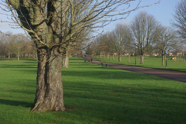 The trees of Upton Court Park in Slough.