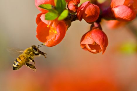 A honey bee pollinating a flower. 