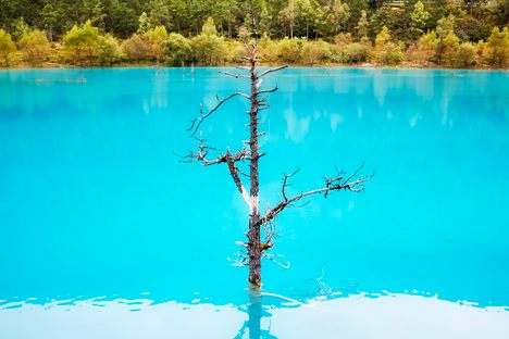 Lonely tree reflected in turquoise blue water.