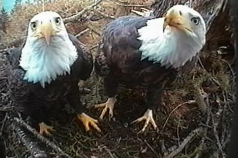 Hornby Island Bald Eagle Nest Camera