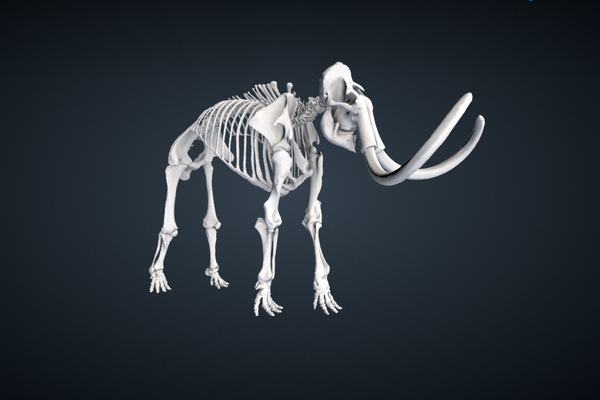 The archive has 3D models too!
