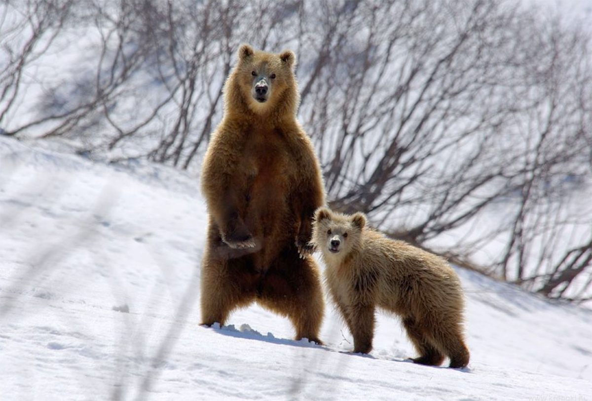 A bear standing with a cub in the Kronotsky State Natural Biosphere Reserve.
