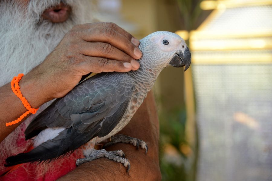 One of the more than 2,000 birds at Shuka Vana.