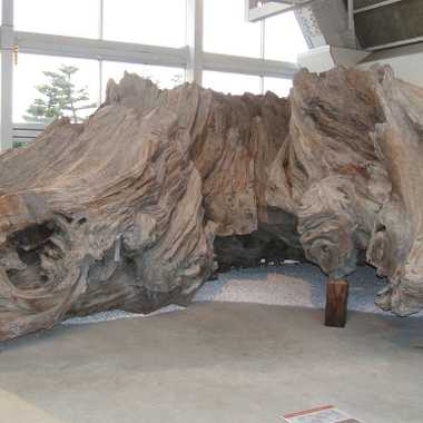 Graceful remnants of ancient cedar trunk