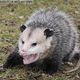 Avatar image for Opossumsmossum
