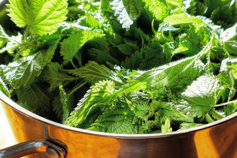A pot of boiled nettles means savory greens and earthy tea.