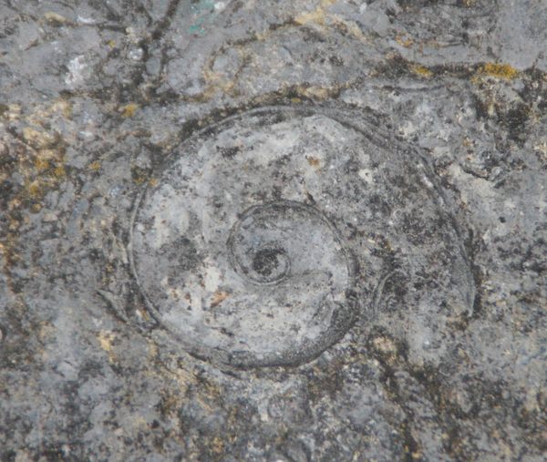 Goodsell Ridge Fossil Preserve Atlas Obscura