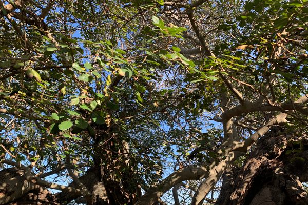This carob tree is thought to be more than 1,000 years old.
