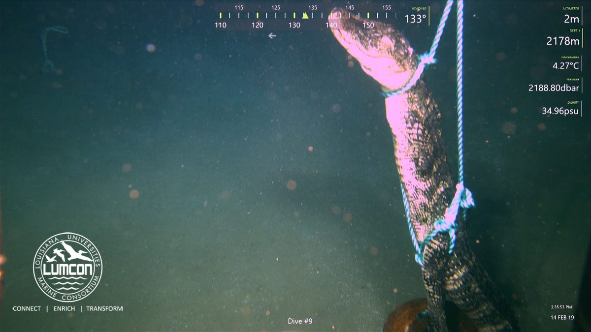 The scientists dropped the gators over a mile down to the seafloor.