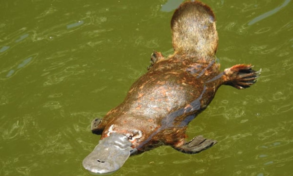 This platypus was spotted in the town of Eungella.