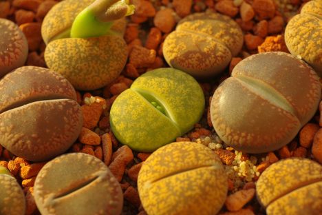 The Succulent That Looks Like a Stone