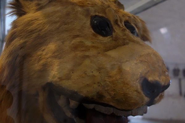 The Lion of Gripsholm Castle.