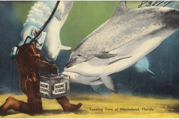 A postcard from Marineland, where Lamme worked in the '40s.
