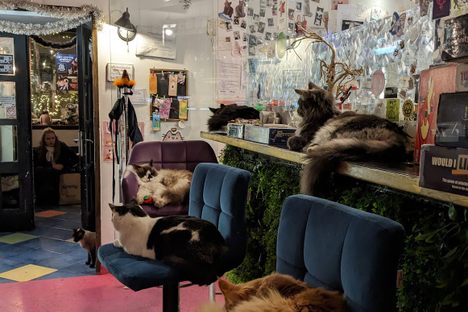 Cat Caffe Zagreb