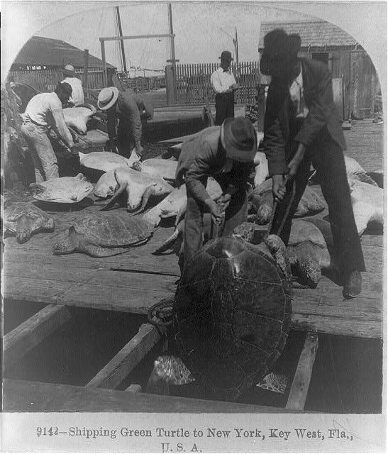Two men pull a large turtle from a ship's cargo hold, 1898.