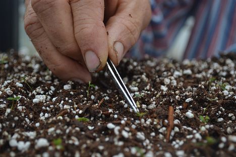 Transplanting blueberry seedlings at the University of Florida.