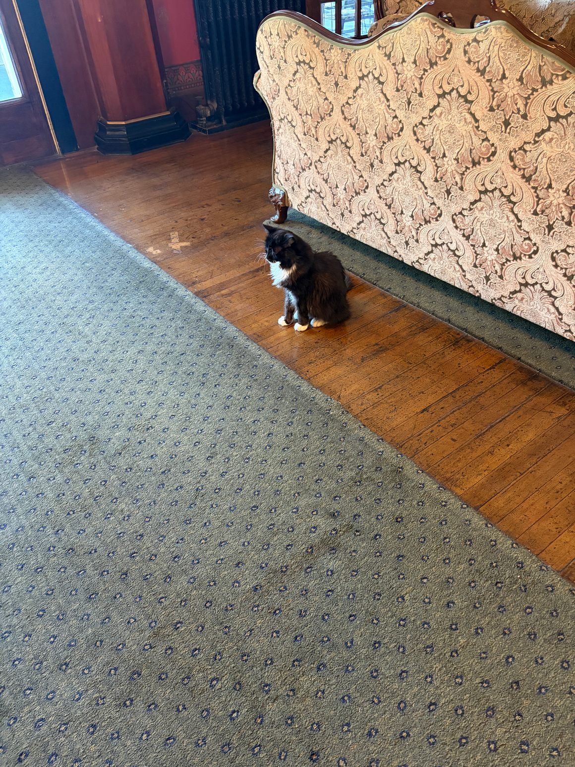 Jasper on Patrol