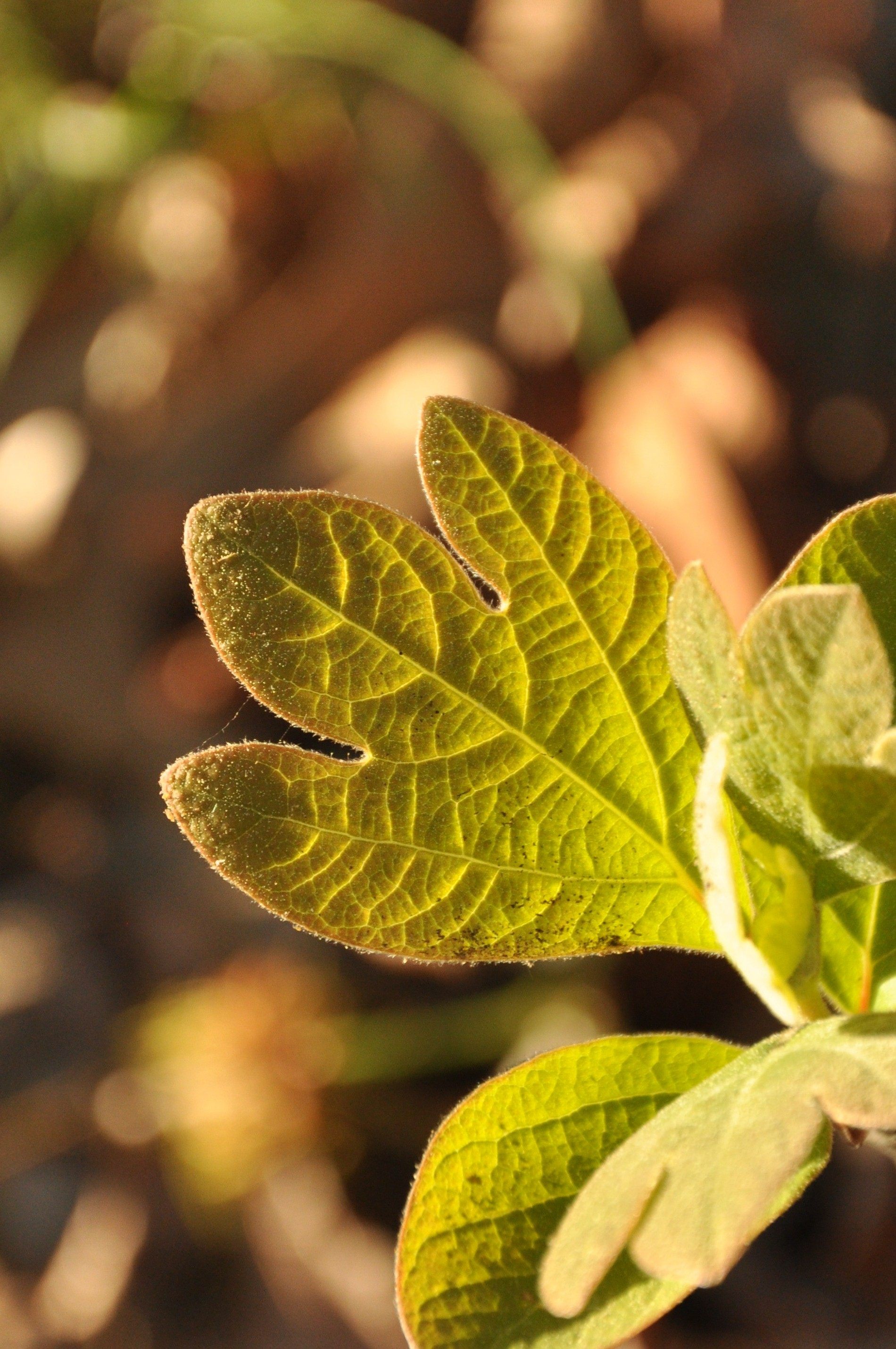 A sassafrass leaf in Adkins Arboretum.