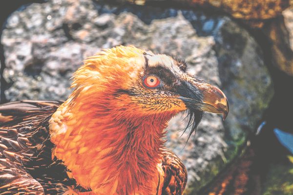 The birds turn their feathers red by bathing in rusty water or rubbing themselves with damp red soil.