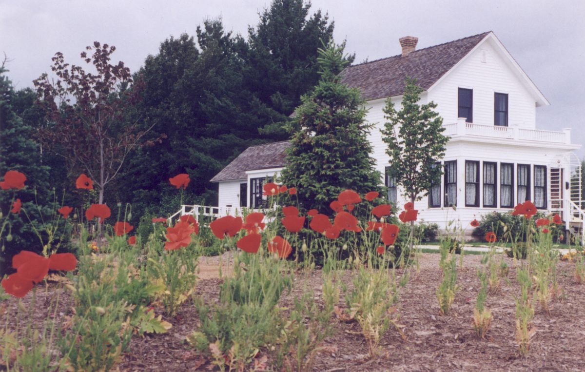 Red poppies, like those that appear in <em>The Wizard of Oz<em>, growing in front of the house where Judy Garland spent the first four years of her life.