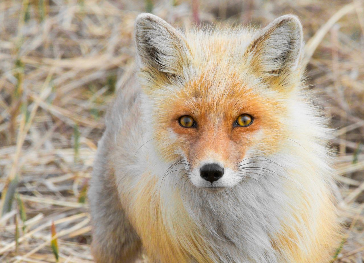 We asked readers to share their most magical encounters with wild animals, such as Madeleine Oh's story of playing with a baby fox.