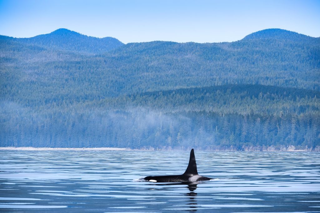 Orcas in the Pacific Northwest, such as this one off Vancouver Island, face numerous risks, including vessel strikes. 