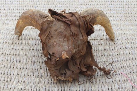 One of the 2.000 mummified ram heads found in the Temple of Ramses II, in the historical city of Abydos, Egypt. 