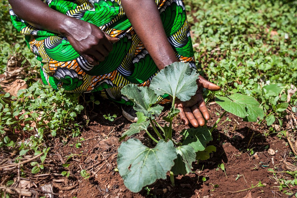 Irene Nabirye holds a gourd plant growing near her house.