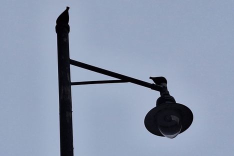 'Chookie Birdies'