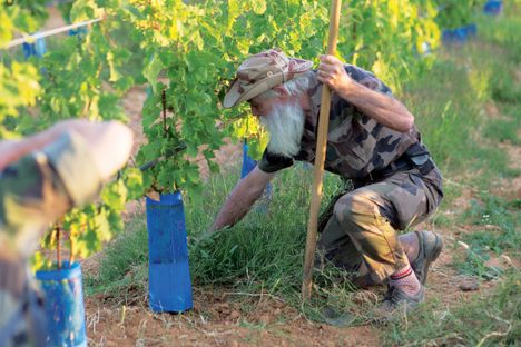 Pensionnaire Alex has been working in the vines since his arrival 22 years ago.