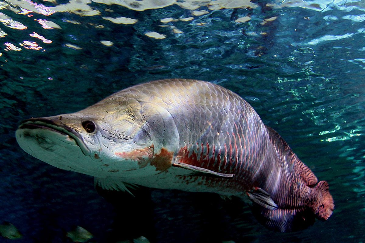 The World's Largest Freshwater Fish Are Weird and Wonderful - Atlas Obscura