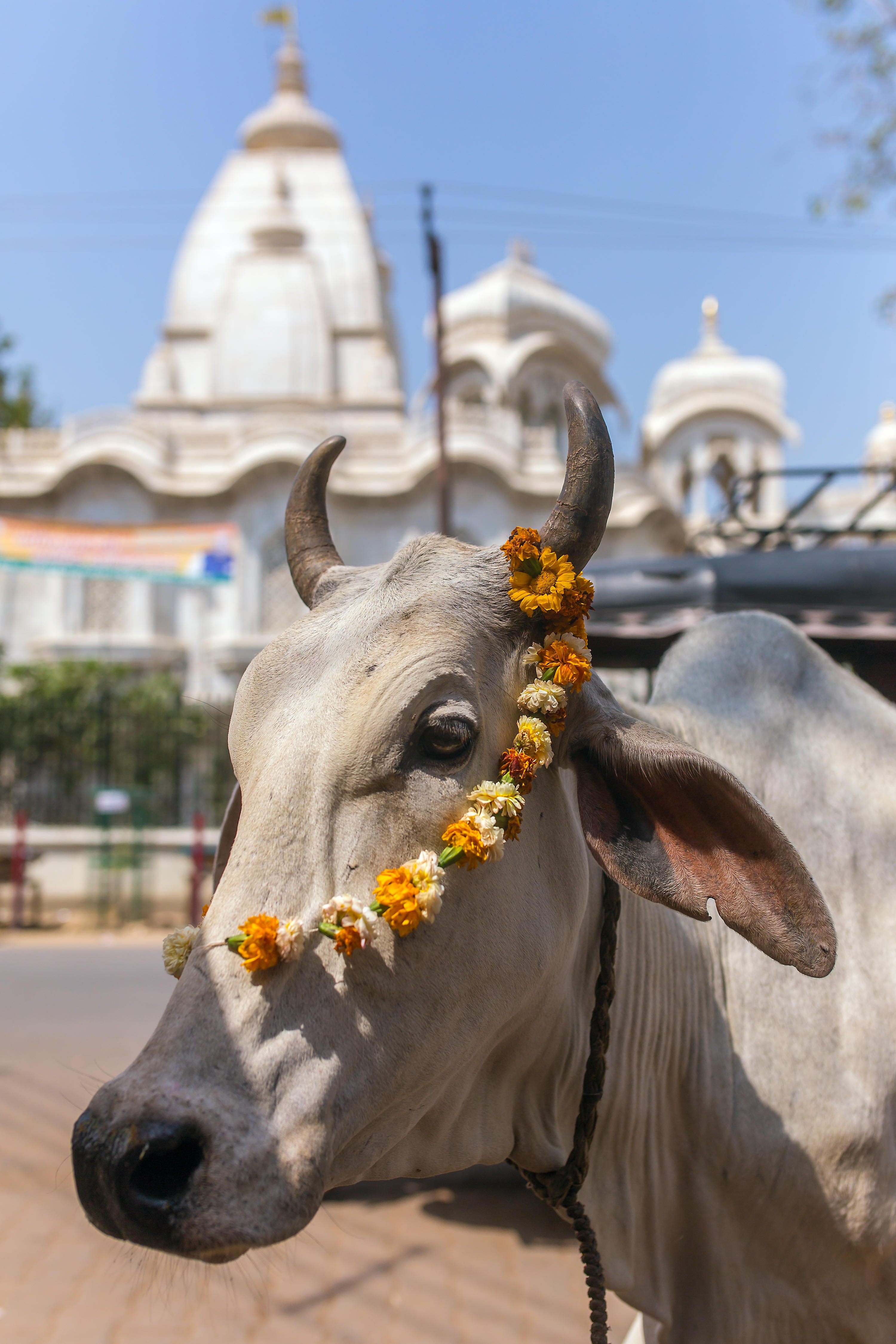 Cows, such as this one near the Sri Krishna-Balaram Temple in Vrindavan, Uttar Pradesh, are sacred in Hindu practice.