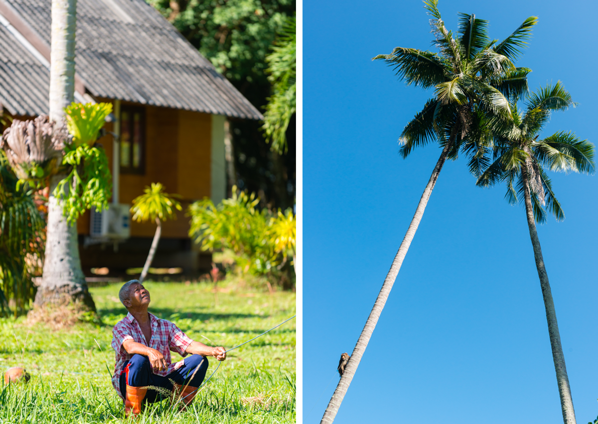 Bang San looks up as Ai Thong climbs into coconut range.