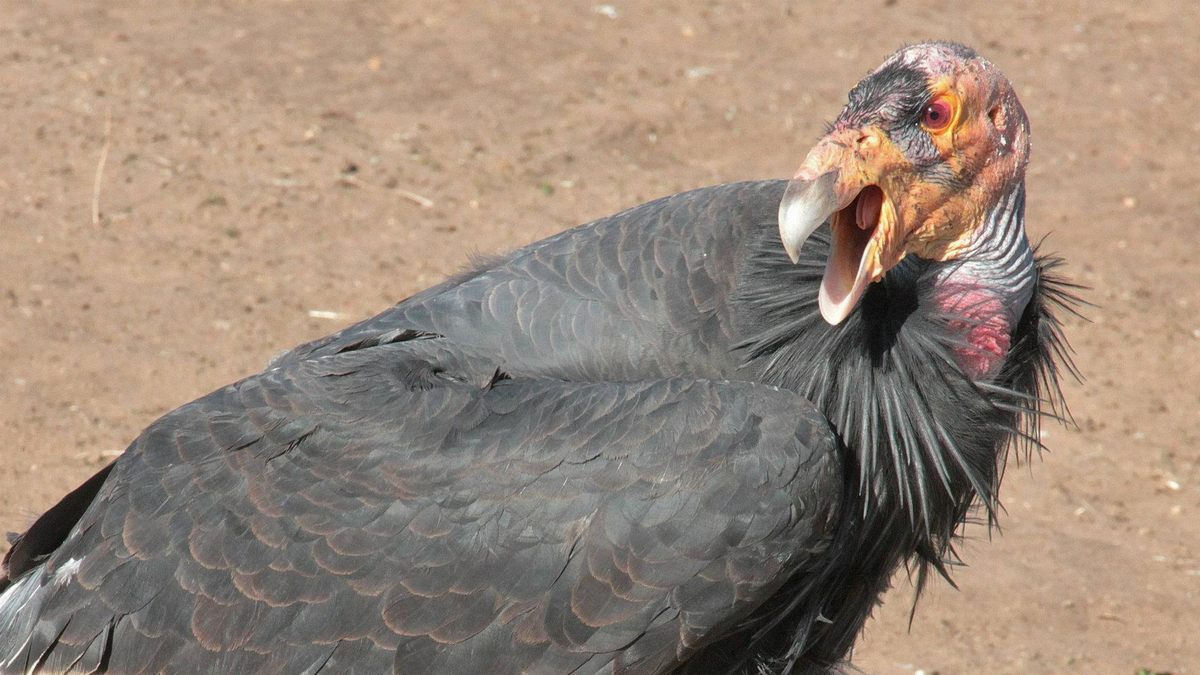 California condors may not be the most photogenic birds at a close distance; aloft high in the sky, the massive animals are sometimes mistaken for small planes.