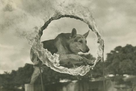 Introducing Atlas Obscura's Animal Week