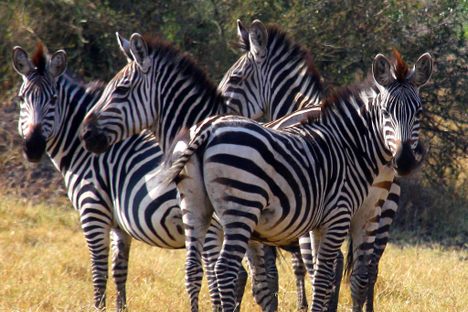 Lake Mburo National Park