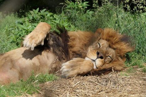 King enjoying a cat nap