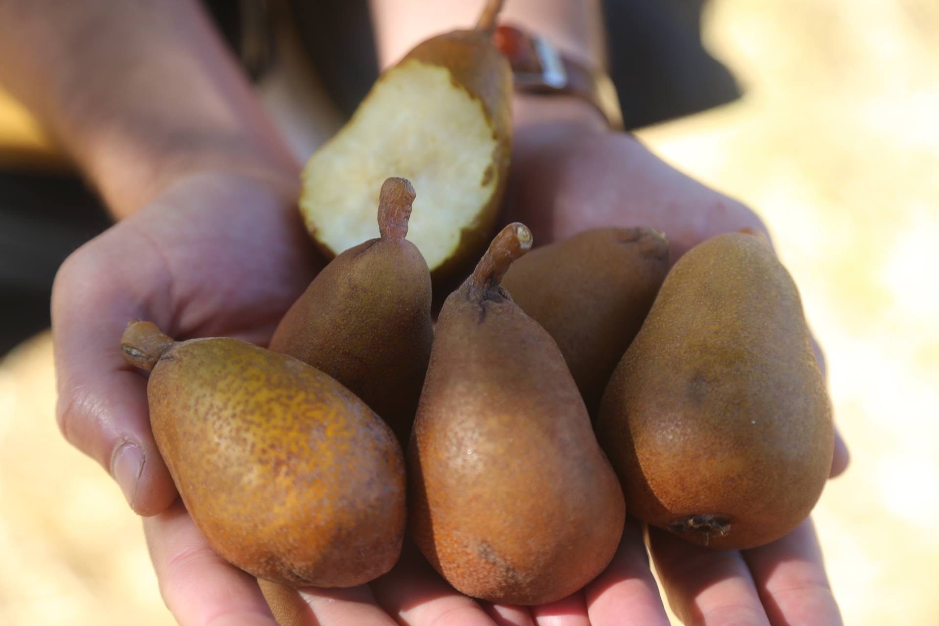 Say hello to the potato pear.