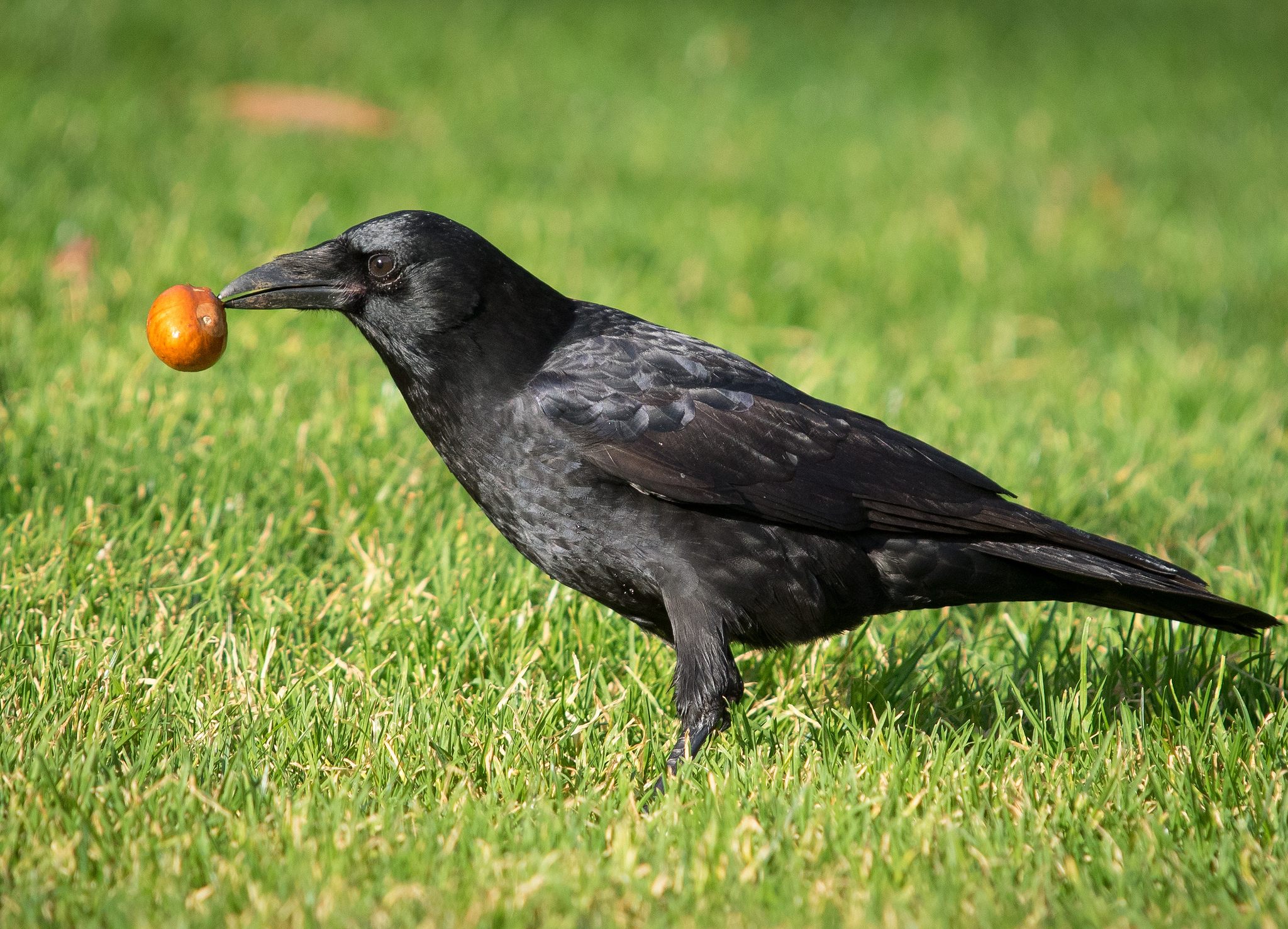 Crow macro birds wallpaper bird beak animals raven close american wing perching wallhaven cc fauna rook vertebrate wildlife animal wallpapers