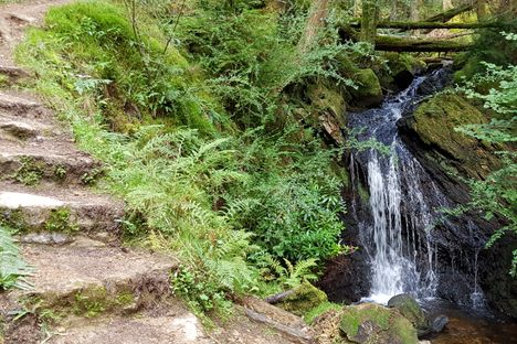 Puck's Glen.