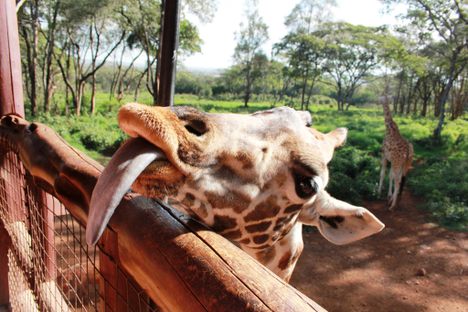 Giraffe Centre