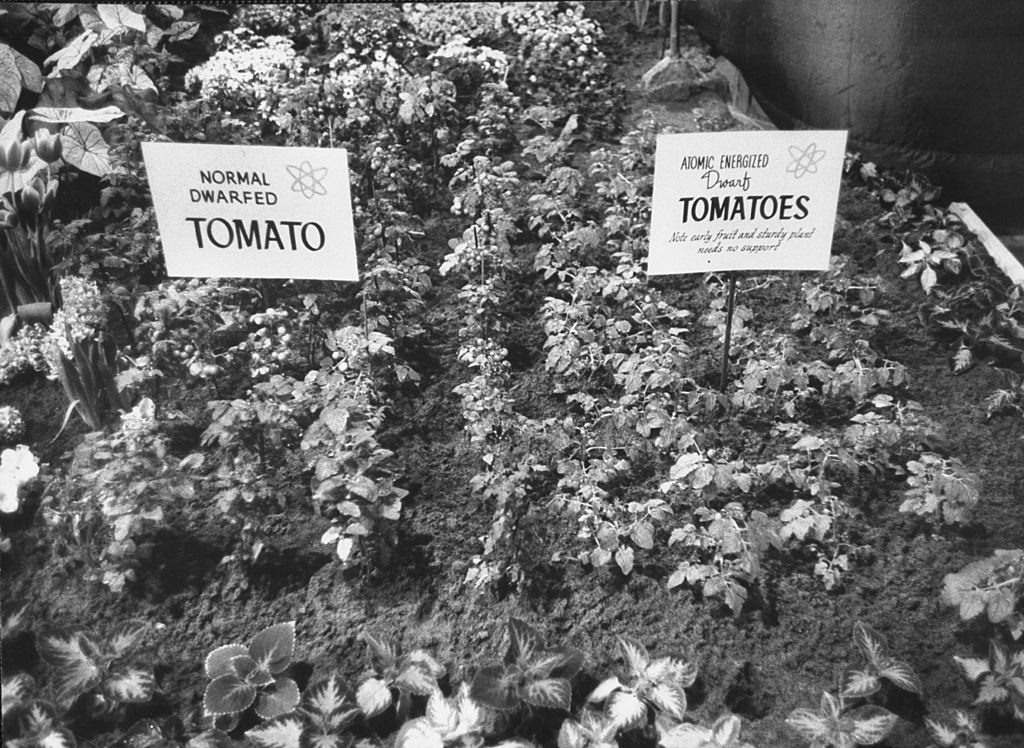 A 1961 "Atomic Garden" showing tomatoes that have been atomically energized.