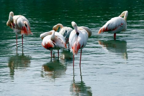 Flamingos in Pont de Gau Ornithological Park